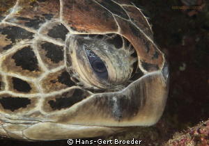 Green turtle
Bunaken,Sulawesi,Indoneesia, Bunaken Island... by Hans-Gert Broeder 